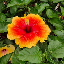 Hibiscus Flower Seeds