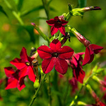 Flowering Tobacco Seeds