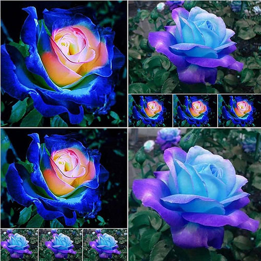 Mixed Rose Seeds