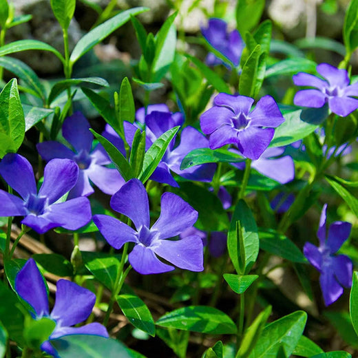 Minor Vinca Ground Cover Seeds
