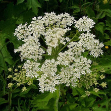 Cow Parsnip Seeds