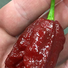 Chocolate Bhutlah Pepper Seeds