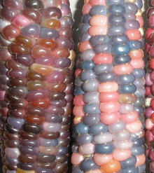 Glass Gem Corn Seeds