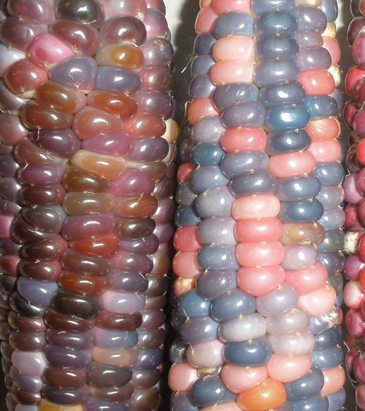 Glass Gem Corn Seeds