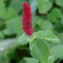 Chenille Plant Seeds
