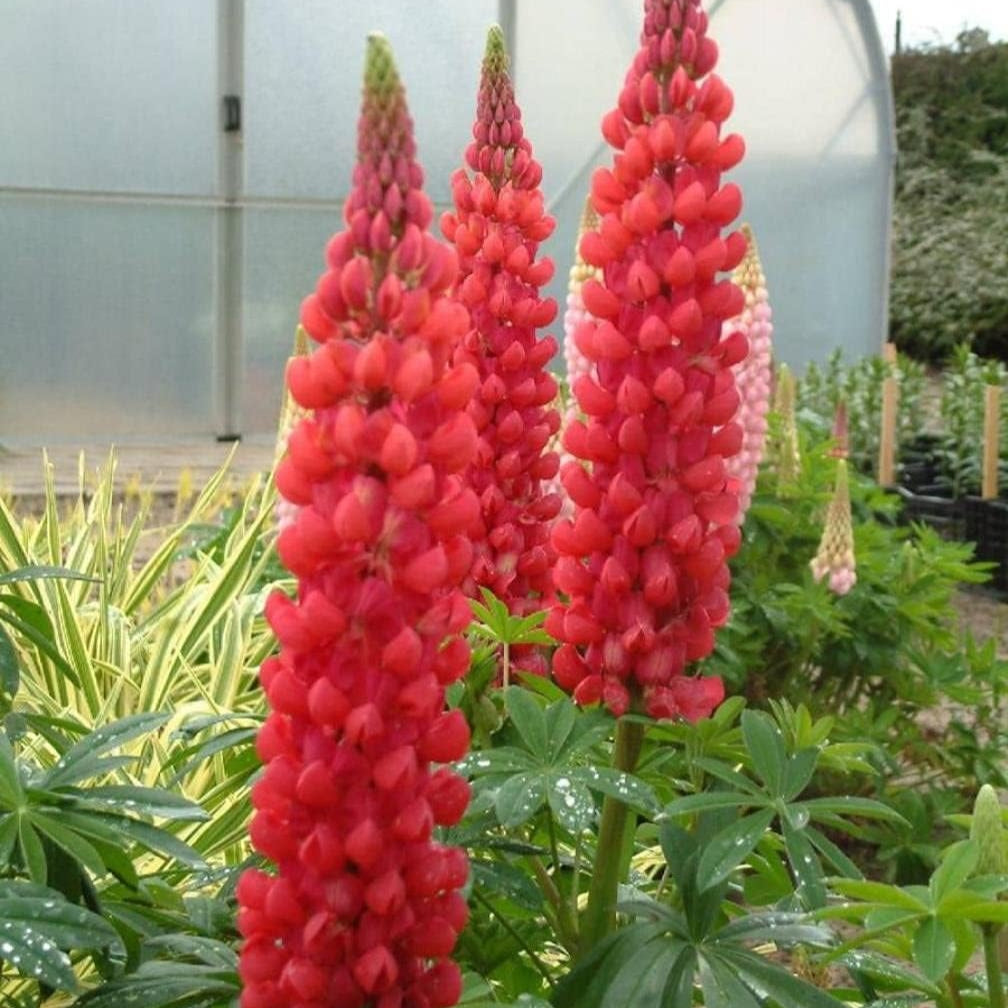Red Lupin Flower Seeds