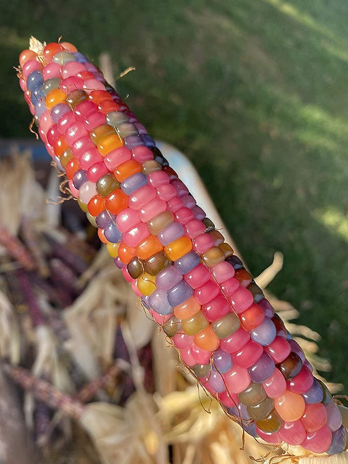 Glass Gem Cherokee Indian Corn Heirloom Seeds – up to 50%