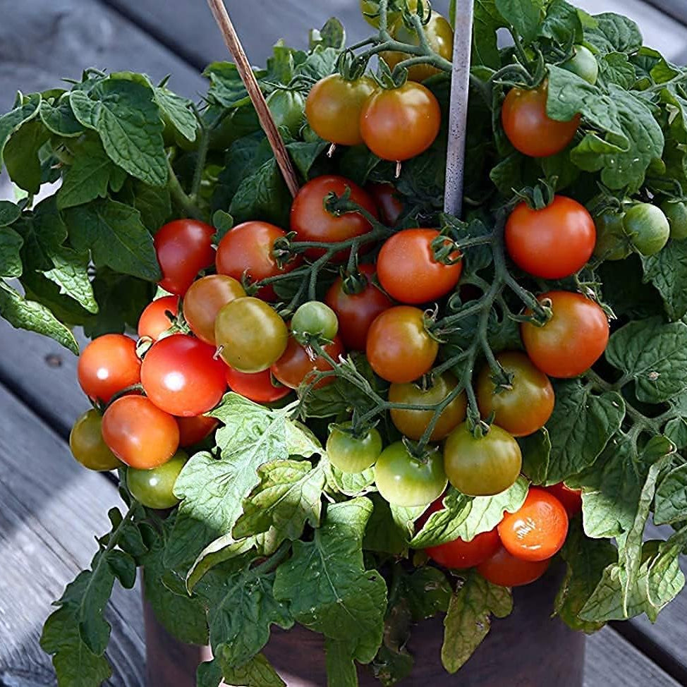 Red Micro Dwarf Tomato Seeds up to 50%