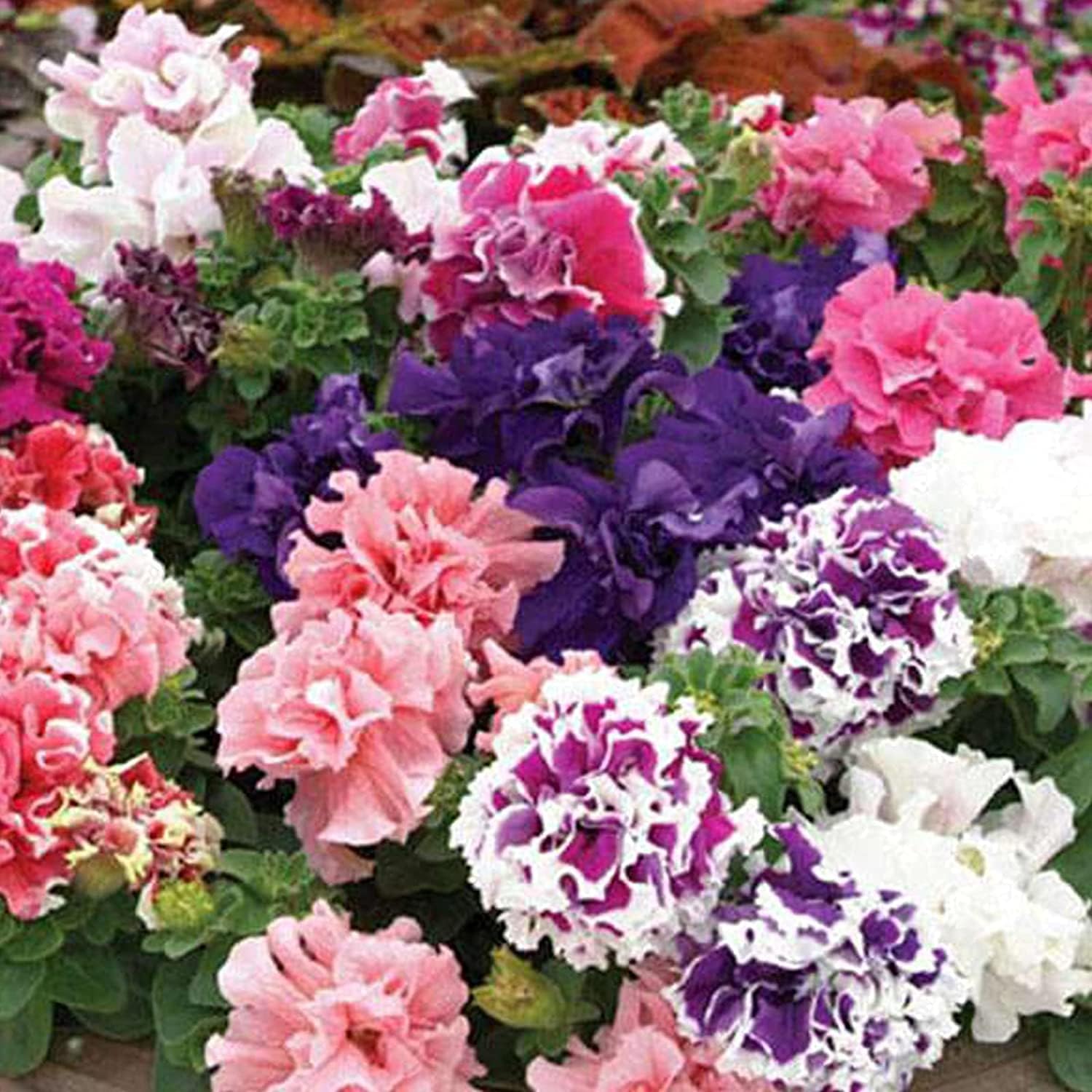 Verbena Officinalis Flower Seeds up to 50% VER14