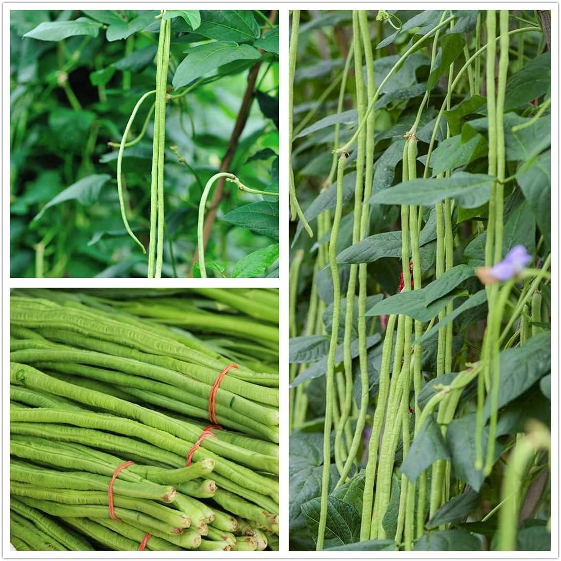 Long Red Noodle Bean Seeds