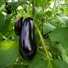 Long Purple Eggplant Seeds
