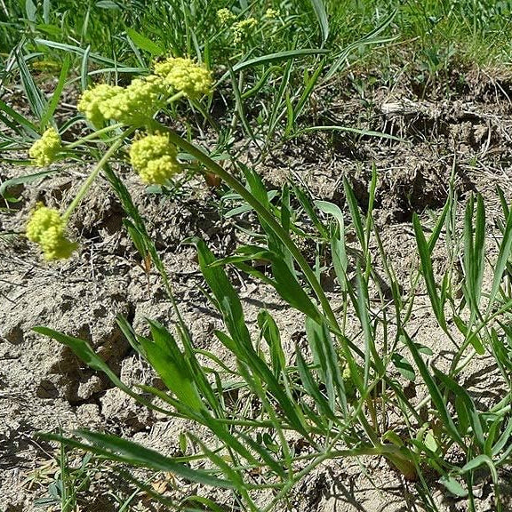 Lomatium triternatum (Nine Leaf Biscuitroot) Seeds – Perennial Herb & Edible Plant – up to 50%