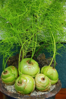 Climbing Onion Seeds