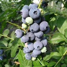 Blueberry Seeds