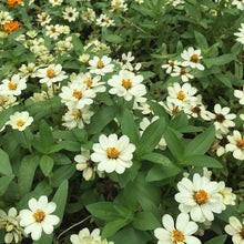 White Zinnia Seeds