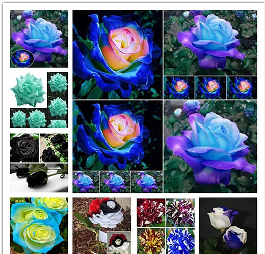 Mixed Rose Seeds