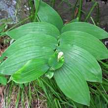 Solomons Seal Seeds