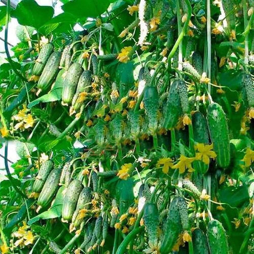 Titus Cucumber Seeds