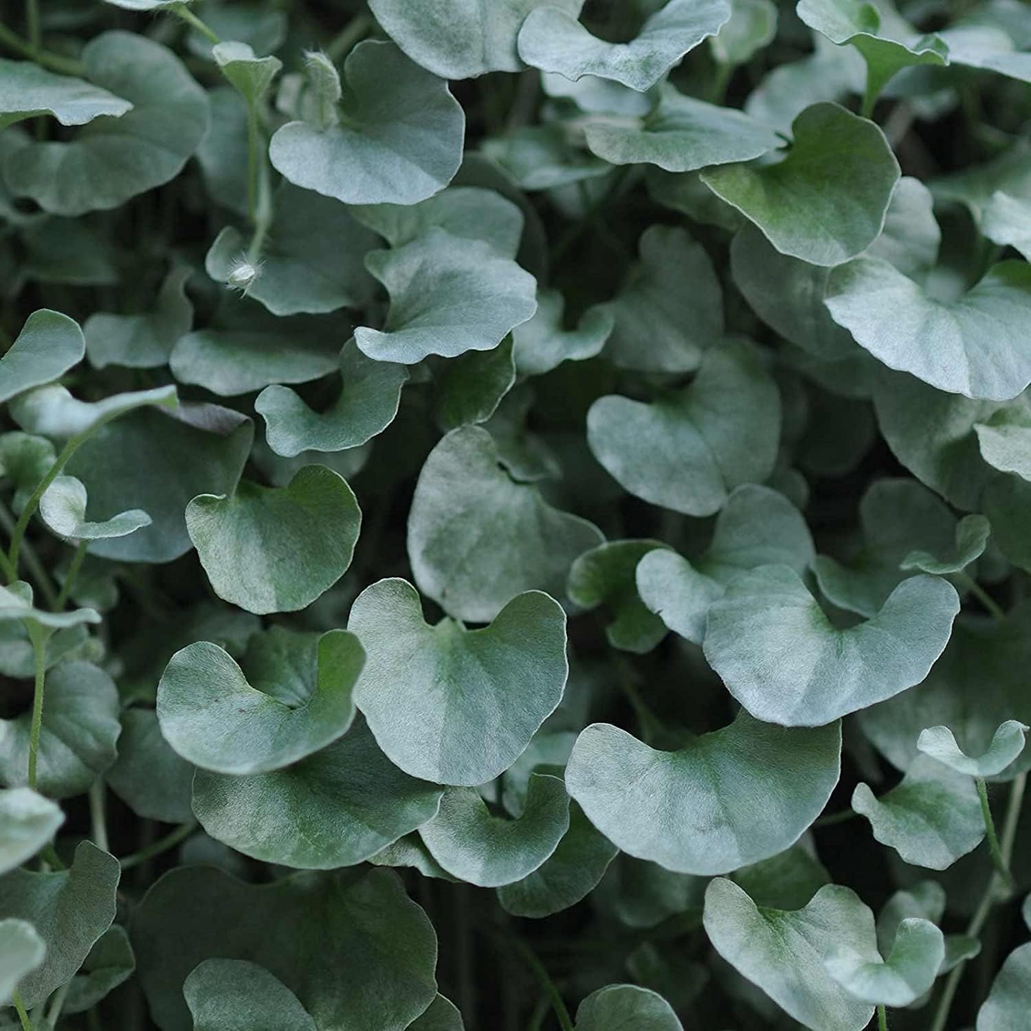 Silver Falls Dichondra Seeds – Ornamental House Plant | up to 50%
