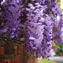 Blue Moon Wisteria Seeds