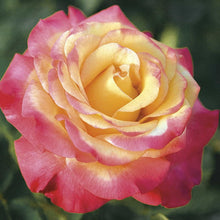 Mixed Rose Flower Seeds Colorful Garden Blooms