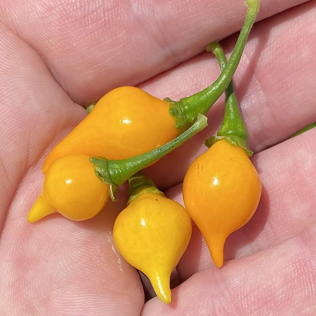 Yellow Biquinho Pepper Seeds up to 50%