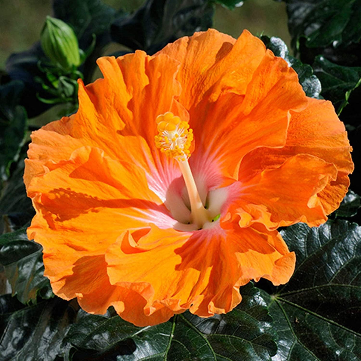 Hibiscus Flower Seeds