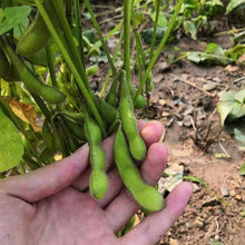 Midori Giant Edamame Seeds