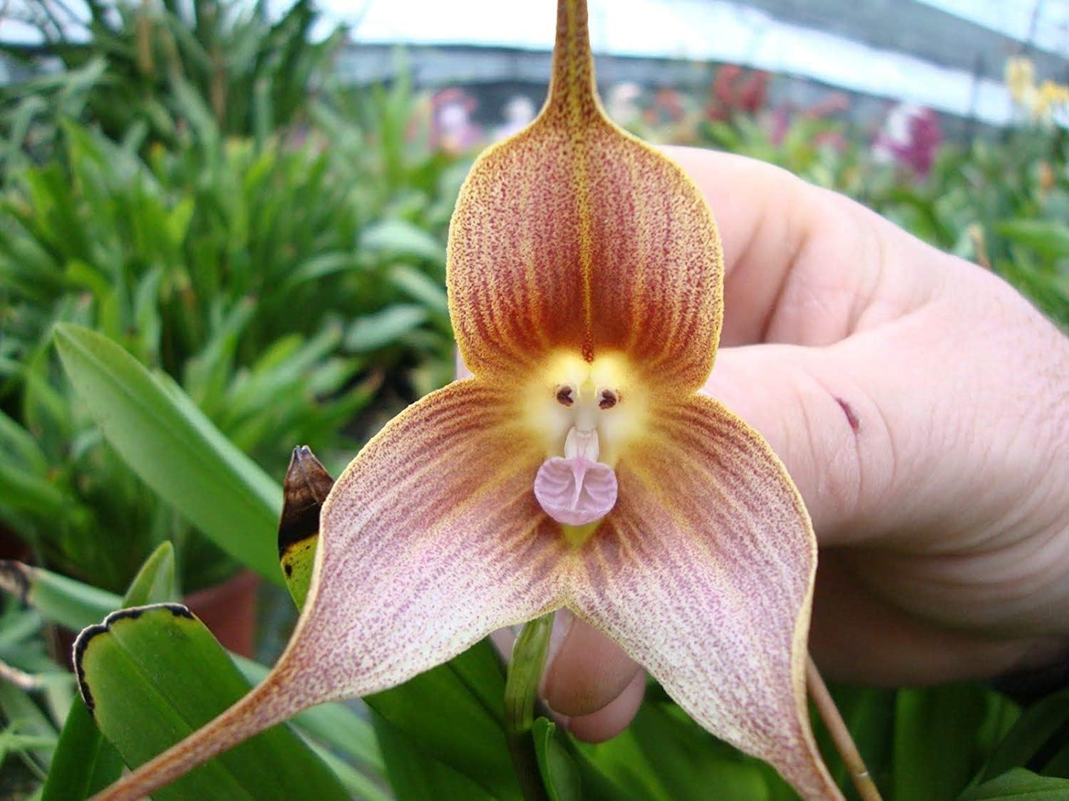 Monkey Face Orchid Seeds up to 50%