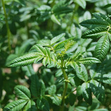 Black Mint Huacatay Seeds