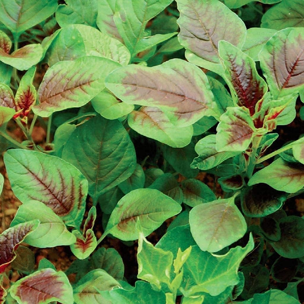 Red Stripe Amaranth Seeds up to 50%