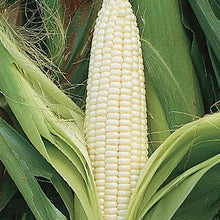 Hybrid Sweet Corn Seeds