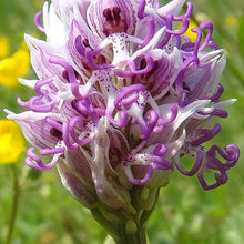 Monkey Orchid Flower Seeds