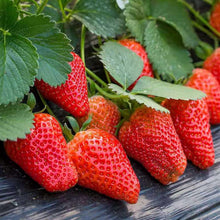 Large Strawberry Seeds