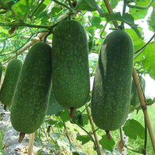 Winter Melon Wax Gourd Seeds