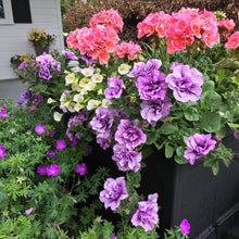Double Geranium Seeds - Violet