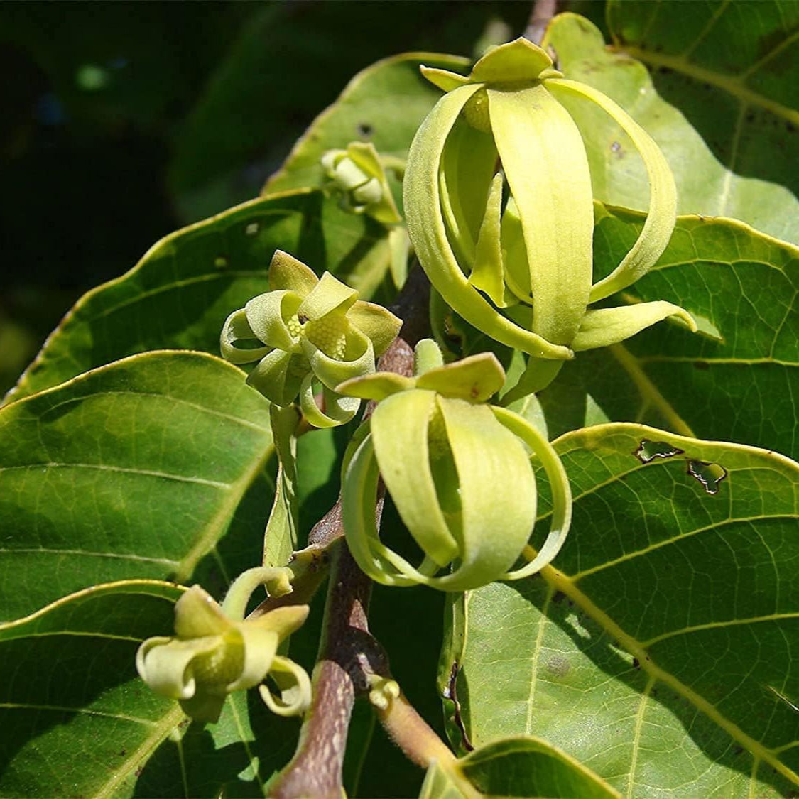 Ylang Ylang Tree Seeds