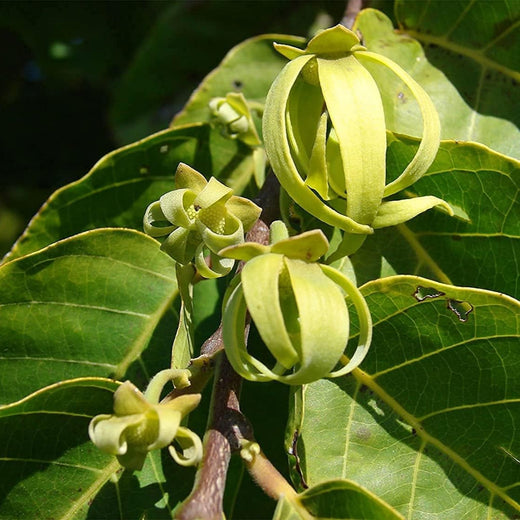 Ylang Ylang Tree Seeds