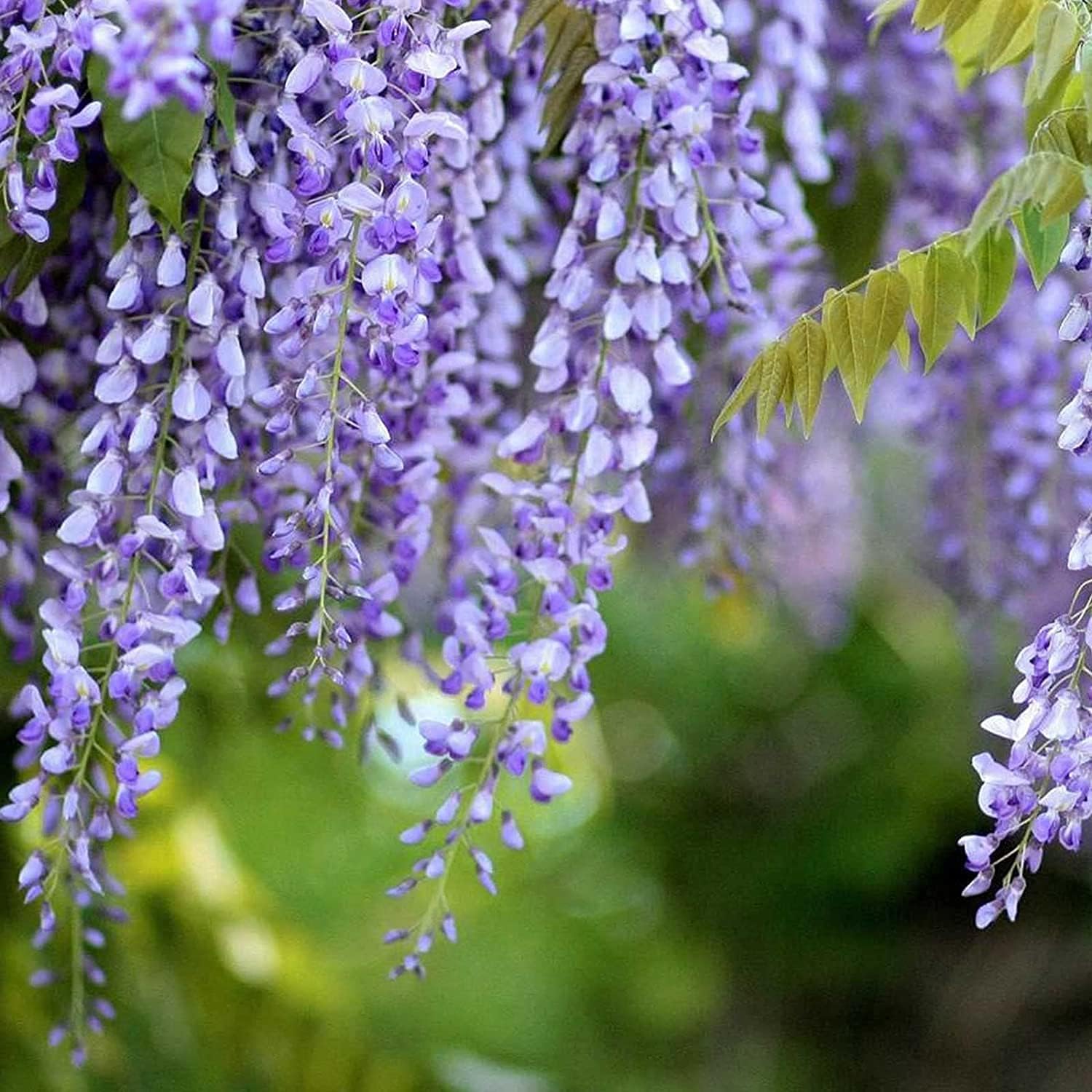Blue Moon Wisteria Seeds up to 50%