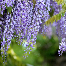 Blue Moon Wisteria Seeds