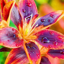 Forever Susan Asiatic Lily Seeds Orange & Plum Perennial Blooms