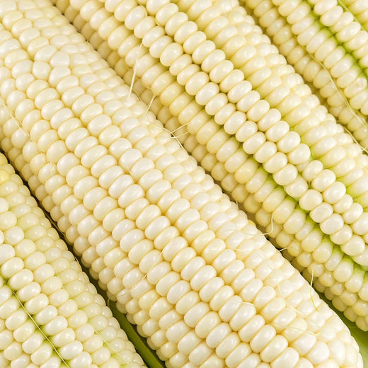 Silver King Sweet Corn Seeds