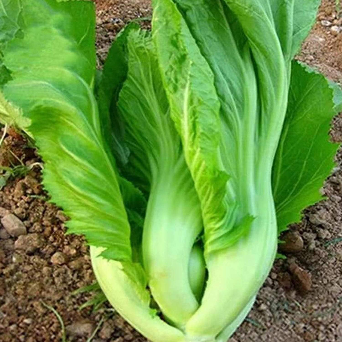 Asian Vegetable Seeds - Mix