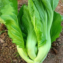 Asian Vegetable Seeds - Mix