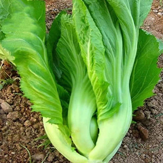Asian Vegetable Seeds - Mix