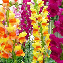 Mixed Snapdragon Flower Seeds