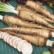 Salsify Oat Root Seeds