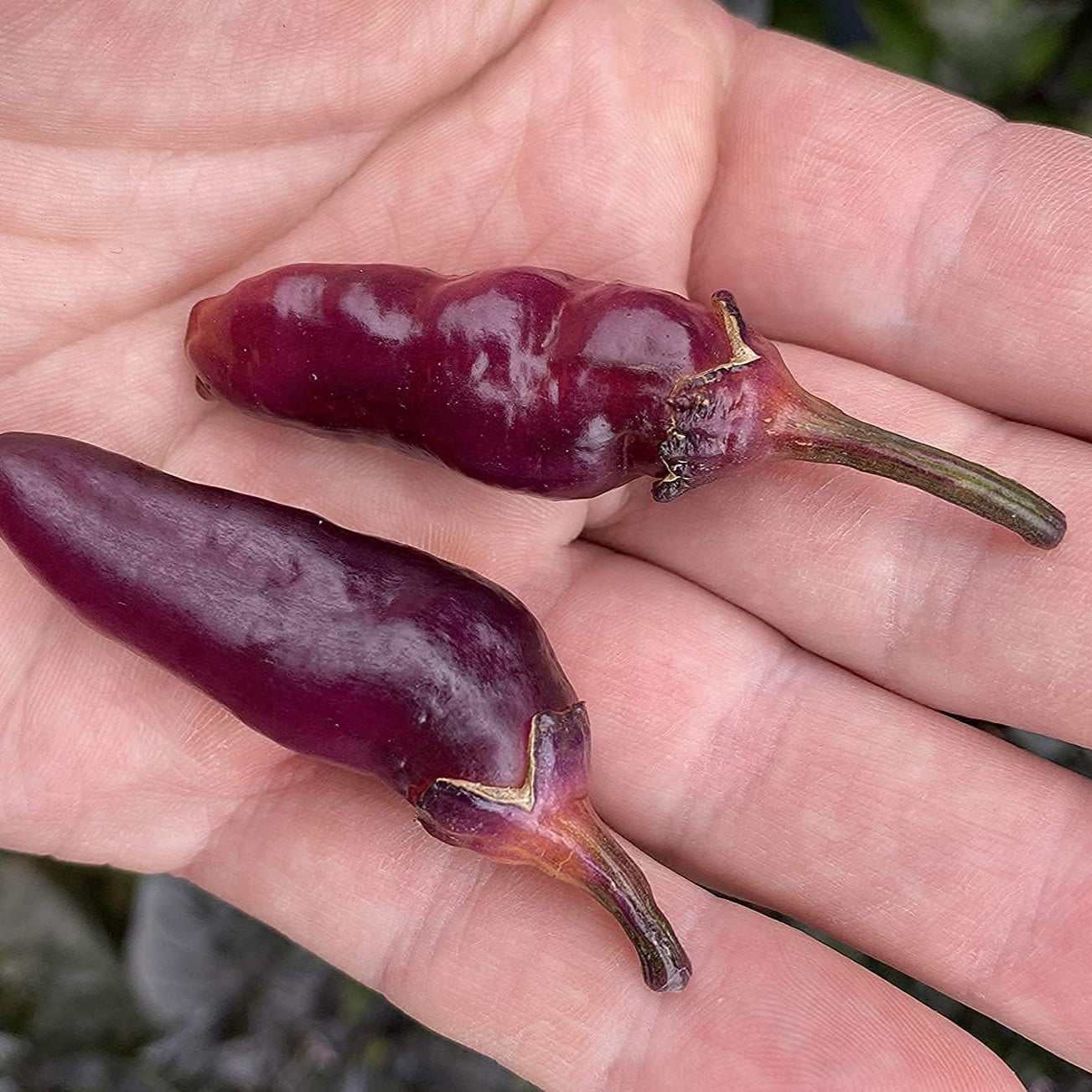 Pink Bubblegum Pepper Seeds  up to 50%