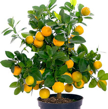 Bonsai Orange Tree Seeds