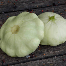 White Scallop Squash Seeds